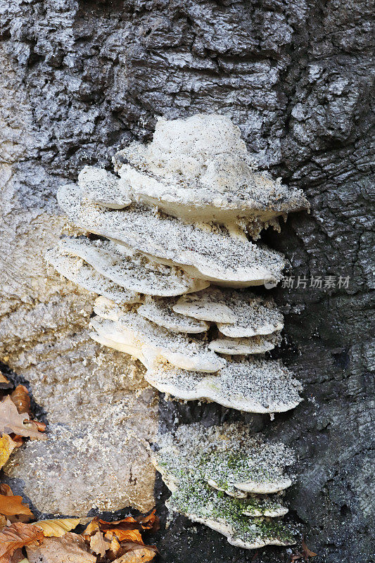 木耳(gibbosa Trametes)